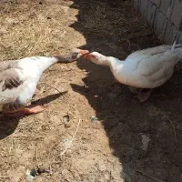 فروش غاز بالغ