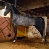 اسب نریان نوه عبودی