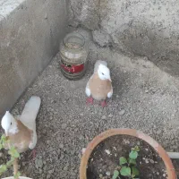 کبوتر طوقی