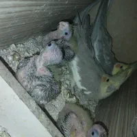 فروش عروس. معاوضه با کوتوله قناری گرینجیک