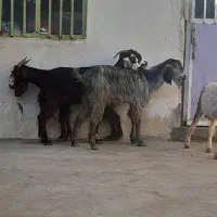 چهار بز|حیوانات مزرعه|وحدتیه, |دیوار