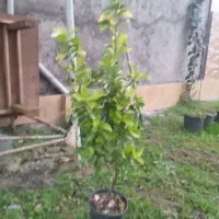 فروش شمشاد تزئین محوطه