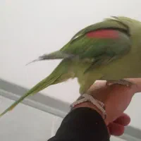 شاه طوطی سوپر رام ( فروش فوری )|پرنده|بوئین و میاندشت, |دیوار