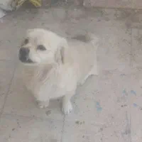 سگ پاکوتا|سگ|محمدیه-قزوین, |دیوار