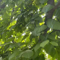 515متر-4دیواری-مناسب-ساخت-تاپ-لوکیشن-شهریار