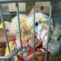 ردچیک