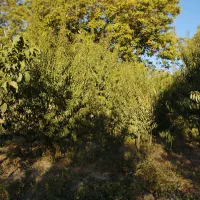 مزرعه-درینگجه-13-5باتمان