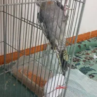 معاوضه یک عدد عروس هلندی با قناری|پرنده|منجیل, |دیوار