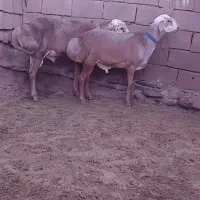 بره قوچ چینی