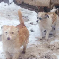 دوتا سگ پاپی ماده