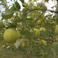 حراج سیب درختی فروشی جلیزجند