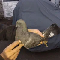 کبوتر زاغ|پرنده|آق قلا, |دیوار