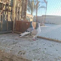 کبوتر رنگی|پرنده|کازرون, |دیوار