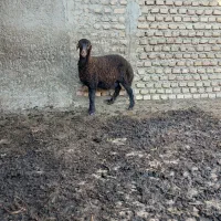 بره ماده
