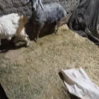 بره ماده|حیوانات مزرعه|زاغه, |دیوار