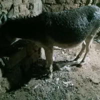 الاغ|حیوانات مزرعه|سارال, |دیوار