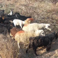 بره بزغاله بز گوسفند میش|حیوانات مزرعه|کاشان, راوند|دیوار