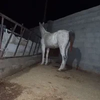 مادیون ارام ۶ساله اسب فیض اباد محولات|اسب و تجهیزات اسبسواری|مه ولات, |دیوار