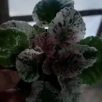 گل فروشی|گل و گیاه طبیعی|لیسار, |دیوار