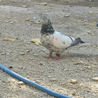 کبوتر نر|پرنده|چمران, |دیوار