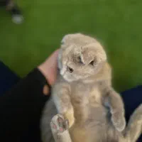 گربه اسکاتیش و بریتیش لیلاک|گربه|کرج, شهرک جهان‌نما|دیوار