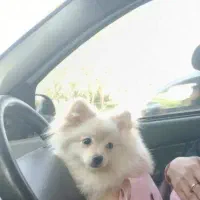 پامر دختر روباهی سه ساله