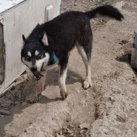 سگ هاسکی|سگ|اراک, |دیوار