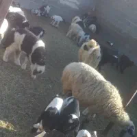 میش بره دار|حیوانات مزرعه|دشمن زیاری, |دیوار