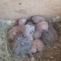 پرنده طوطی کوتوله برزیلی سیراف|پرنده|بندر کنگان, |دیوار