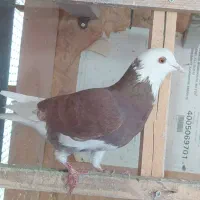 کبوتر|پرنده|تهران, شهرک کوهسار|دیوار