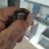 سهره سیاه سر (زاغ)|پرنده|بومهن, |دیوار