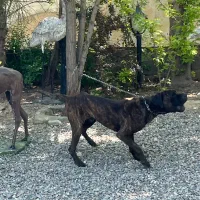 کن کورسو نر ۲ ساله نگهبان اورجینال