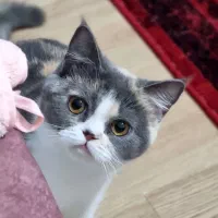 گربه ماده آماده جفت گیری