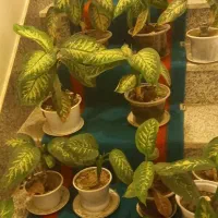 گل دیفین باخیا در انواع متفاوت|گل و گیاه طبیعی|مشگین شهر, |دیوار