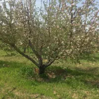 باغ-در-مراغه-هشترود