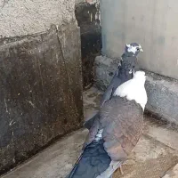 نروماده کراواتی کاکلی|پرنده|مشهد, گلبرگ|دیوار