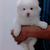 سگ پامر