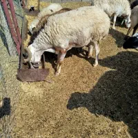 قوچ میش گوسفند ی