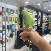 ملنگو‌دستی دستی ببرش بیرون