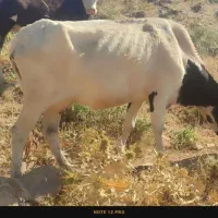 گاو دو رگ