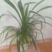 گُل اشکِ مریم