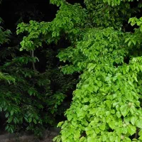 خانه باغ ویلایی در روستای نایه بخش خلجستان
