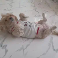 پانسیون سگ|خدمات پیشه و مهارت|چهارباغ, |دیوار