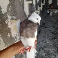 سلام طوقی ماده.