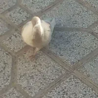 کفتر|پرنده|تربت‌حیدریه, باغ سلطانی|دیوار