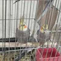 عروس هلندی|پرنده|رباط‌کریم, رباط‌کریم|دیوار