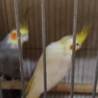 دوجفت عروس کارداده وآماده و تعدادی مرغ عشق بالغ|پرنده|قرچک, باقرآباد|دیوار