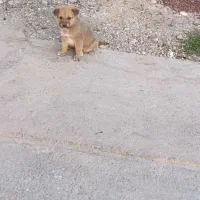 سگ سرابی|سگ|صباشهر, |دیوار