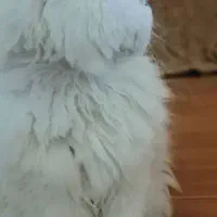 پرشین اصیل|گربه|زرند, |دیوار