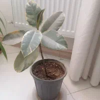 گل طبیعی